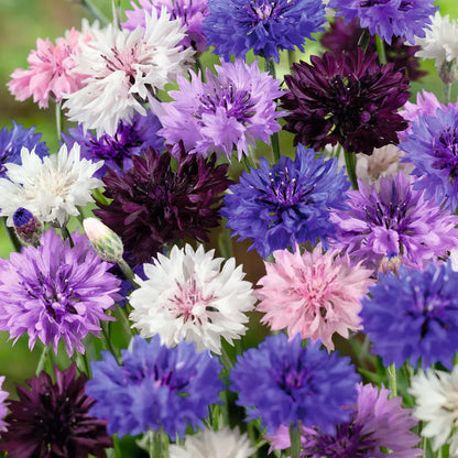 1000 Pcs Tall Mixed Colors Cornflower
