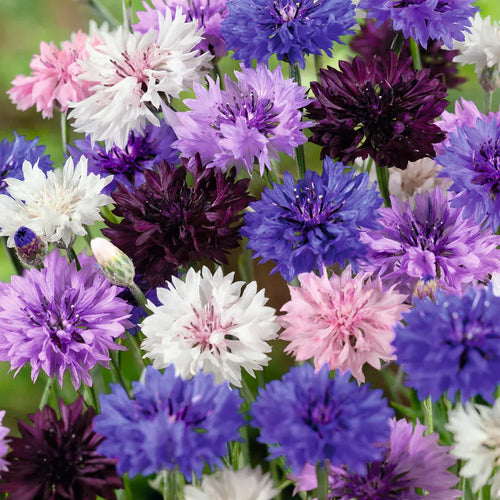 1000 Pcs Tall Mixed Colors Cornflower