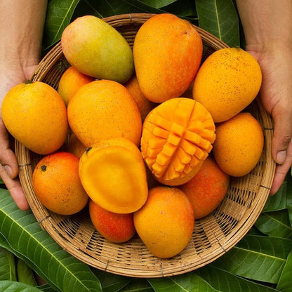 Non-GMO Mango Tree Seeds — Fruit Tree — Sweet Mango Tree