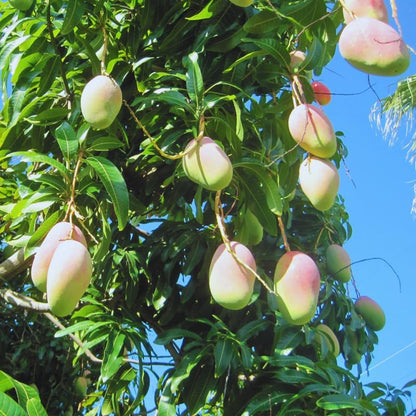 Non-GMO Mango Tree Seeds — Fruit Tree — Sweet Mango Tree