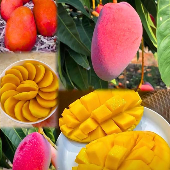 Non-GMO Mango Tree Seeds — Fruit Tree — Sweet Mango Tree