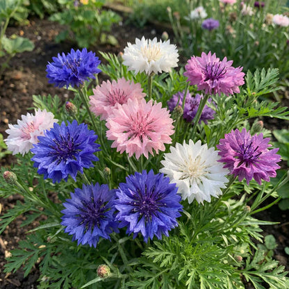 1000 Pcs Tall Mixed Colors Cornflower